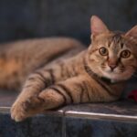 Cute Pets - A relaxed tabby cat lounging indoors on a tiled #34983498