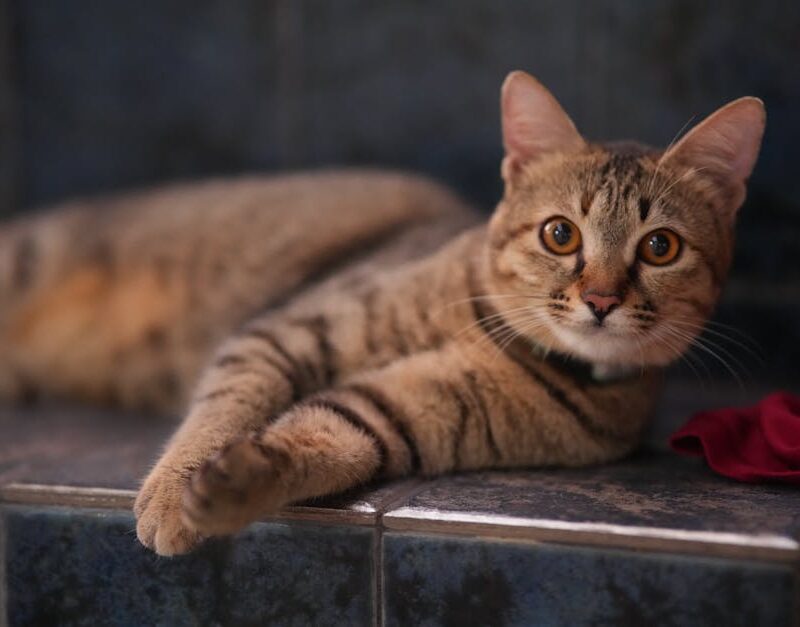 Cute Pets - A relaxed tabby cat lounging indoors on a tiled #34983498