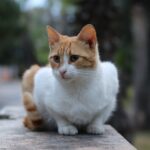 Cute Pets - Adorable ginger and white cat sitting outdoors o #35148423