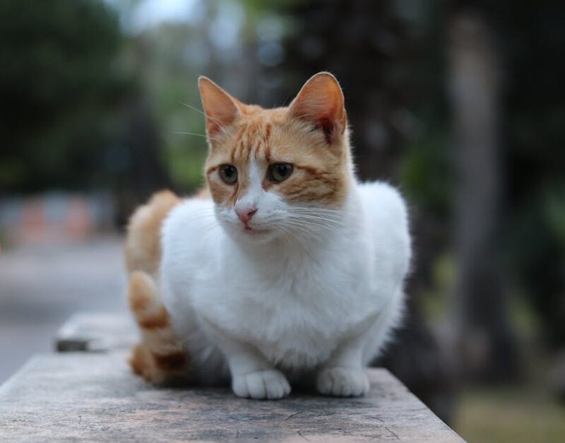Cute Pets - Adorable ginger and white cat sitting outdoors o #35148423