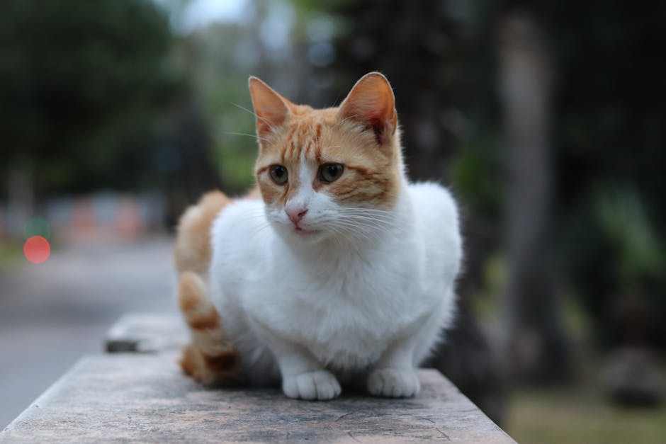 Cute Pets - Adorable ginger and white cat sitting outdoors o #35148423