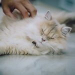 Cute Pets - A fluffy Persian cat enjoying a relaxing moment #35296906