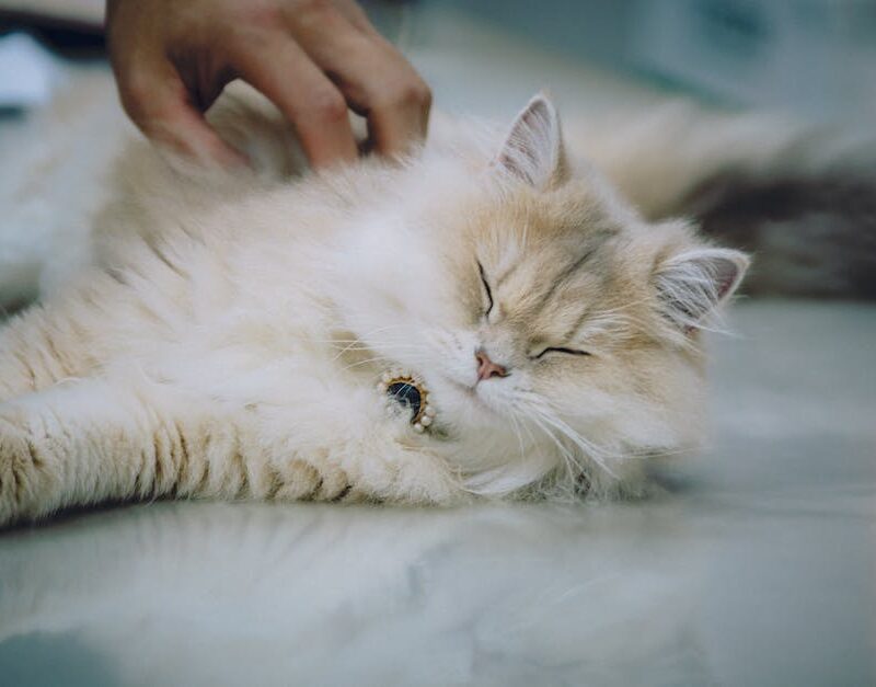 Cute Pets - A fluffy Persian cat enjoying a relaxing moment #35296906