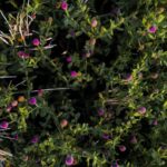 Flowers & Plants - Vibrant wildflowers blooming in dense greenery c #35308831