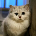 Cute Pets - Cute silver Persian cat with bright eyes and flu #35395433