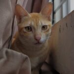 Cute Pets - Ginger cat with curious eyes peers through curta #35430876