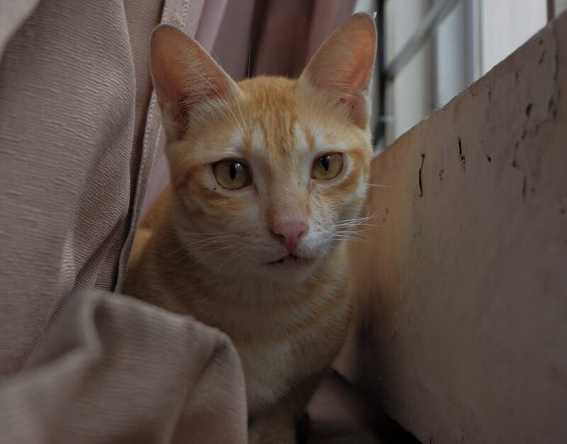 Cute Pets - Ginger cat with curious eyes peers through curta #35430876