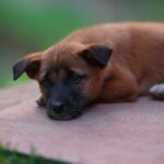 Cute Pets - A cute brown puppy with a black snout relaxing o #35587758