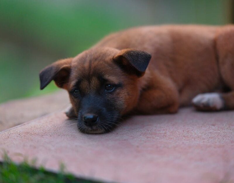 Cute Pets - A cute brown puppy with a black snout relaxing o #35587758