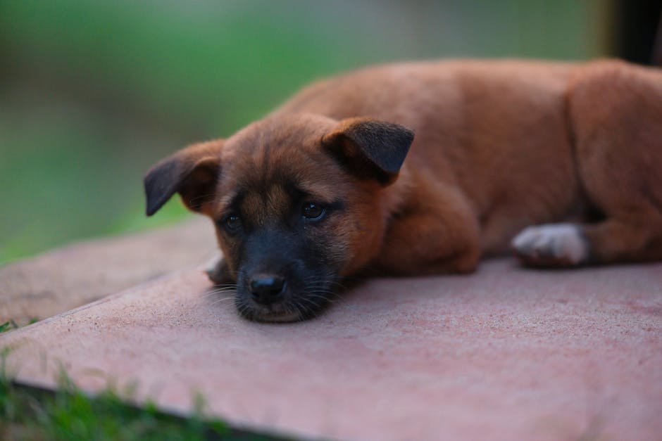 Cute Pets - A cute brown puppy with a black snout relaxing o #35587758