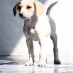 Cute Pets - A cute puppy stands in a sunlit room, casting a #35614253