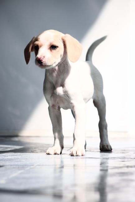 Cute Pets - A cute puppy stands in a sunlit room, casting a #35614253