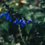 Flowers & Plants - Close-up of vibrant blue flowers amidst lush gre #35657726