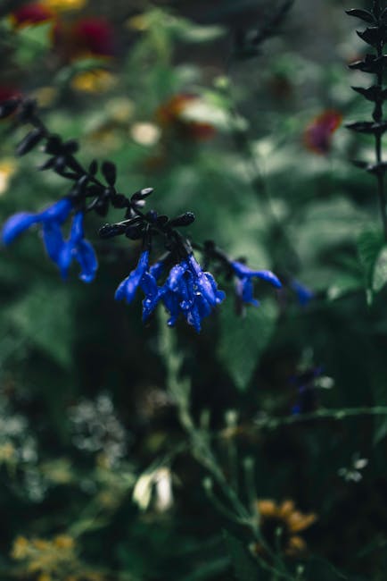 Flowers & Plants - Close-up of vibrant blue flowers amidst lush gre #35657726