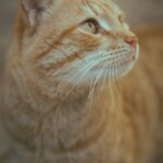 Cute Pets - Close-up of a ginger tabby cat looking upward, c #35845916