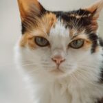 Cute Pets - A detailed close-up portrait of a calico cat wit #36302916