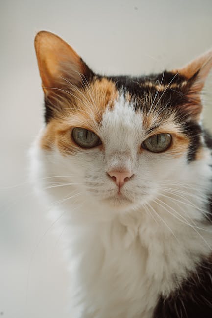 Cute Pets - A detailed close-up portrait of a calico cat wit #36302916