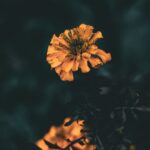 Flowers & Plants - Dark and atmospheric close-up of a vibrant marig #36374132
