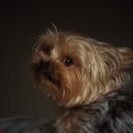 Cute Pets - A Yorkshire Terrier dog with soft fall lighting #36444837