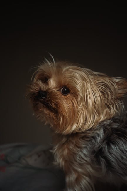 Cute Pets - A Yorkshire Terrier dog with soft fall lighting #36444837