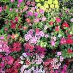 Flowers & Plants - A top view of a diverse collection of colorful g #36463824