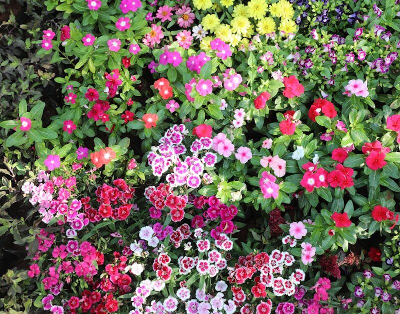 Flowers & Plants - A top view of a diverse collection of colorful g #36463824