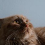 Cute Pets - Adorable ginger cat with bright eyes looking up #36617569