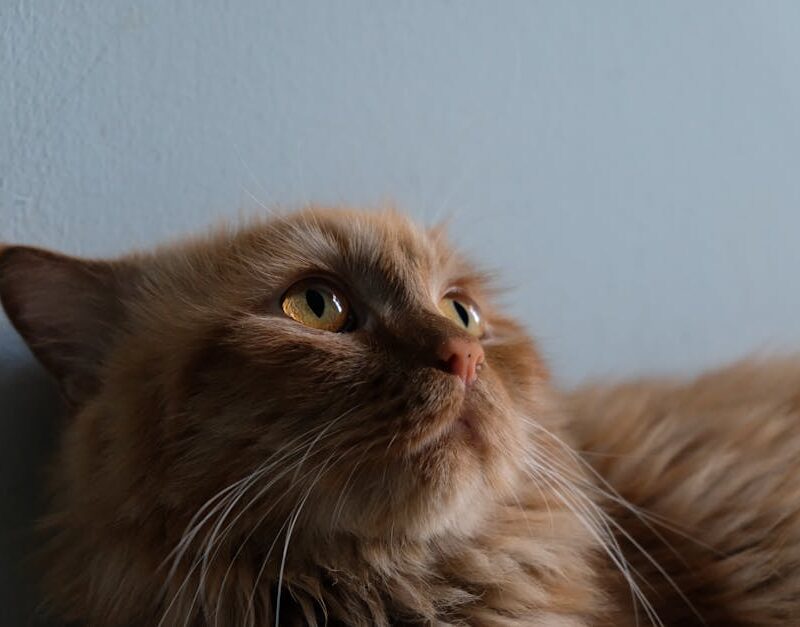 Cute Pets - Adorable ginger cat with bright eyes looking up #36617569