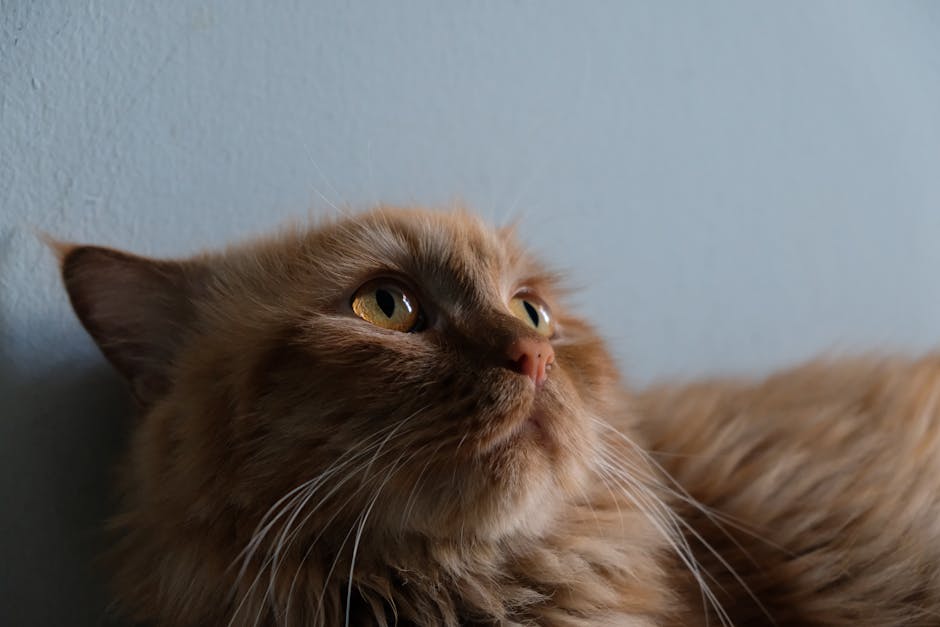 Cute Pets - Adorable ginger cat with bright eyes looking up #36617569