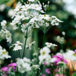 Flowers & Plants - A beautiful collection of white and pink wildflo #36685899