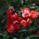 Flowers & Plants - Close-up of vibrant red roses in bloom against l #36829867
