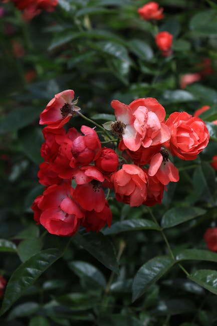Flowers & Plants - Close-up of vibrant red roses in bloom against l #36829867