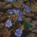Flowers & Plants - A cluster of blue Hepatica flowers blooming amid #36891773