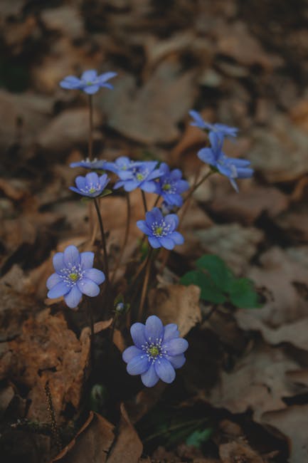 Flowers & Plants - A cluster of blue Hepatica flowers blooming amid #36891773