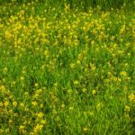Flowers & Plants - Vibrant green field dotted with yellow wildflowe #36908059