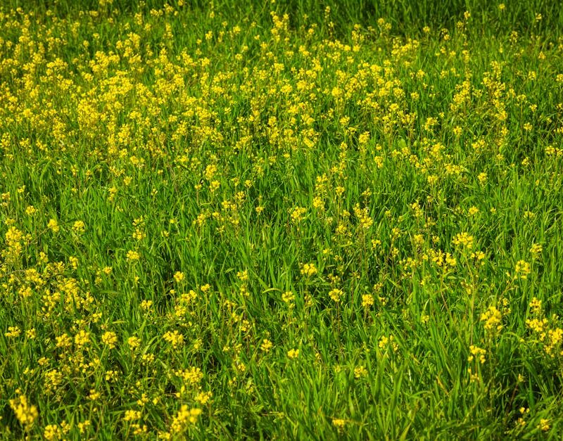 Flowers & Plants - Vibrant green field dotted with yellow wildflowe #36908059