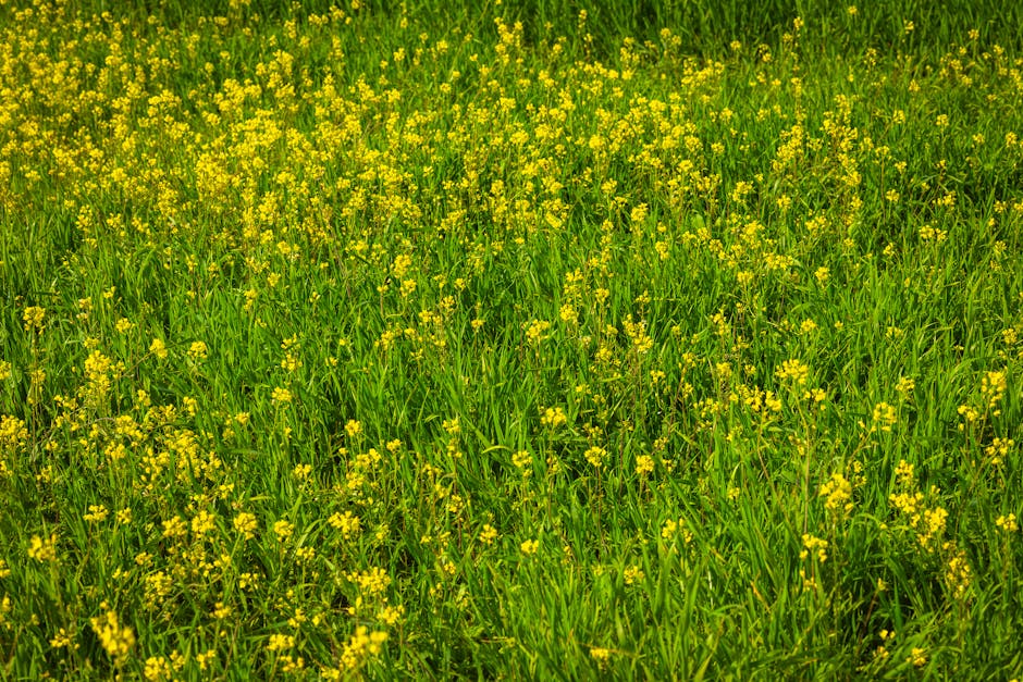 Flowers & Plants - Vibrant green field dotted with yellow wildflowe #36908059