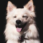 Cute Pets - Close-up of a smiling white dog with closed eyes #4140678