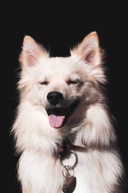 Cute Pets - Close-up of a smiling white dog with closed eyes #4140678