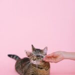 Cute Pets - A cute tabby cat wearing sunglasses being playfu #4587958