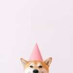 Cute Pets - Happy Shiba Inu wearing a pink party hat with a #4587992