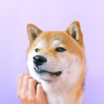 Cute Pets - A cute Shiba Inu dog being gently petted against #4588014