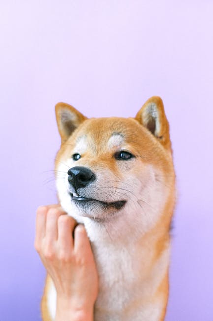 Cute Pets - A cute Shiba Inu dog being gently petted against #4588014