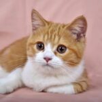 Cute Pets - Close-up portrait of an adorable orange tabby ki #4697568