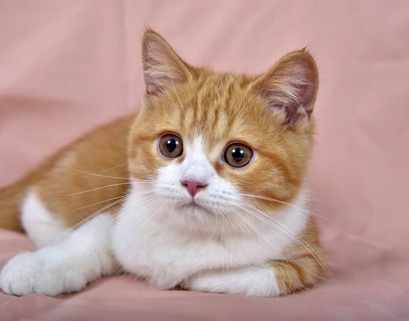 Cute Pets - Close-up portrait of an adorable orange tabby ki #4697568