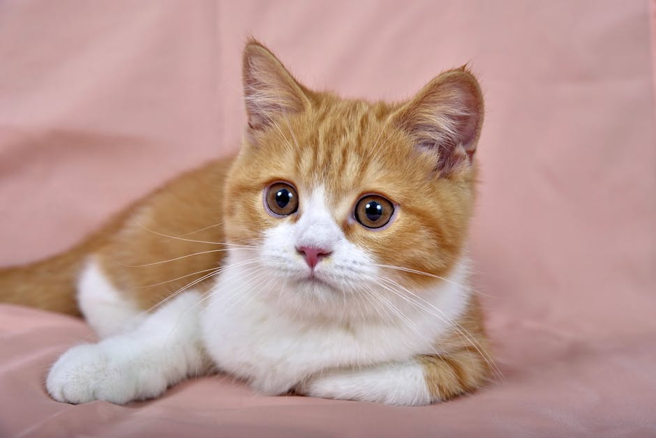 Cute Pets - Close-up portrait of an adorable orange tabby ki #4697568