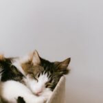 Cute Pets - Cute fluffy cat with closed eyes sleeping on coz #4790613
