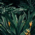 Flowers & Plants - Close-up of lush green tropical leaves with stri #5984410
