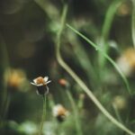 Flowers & Plants - Capture of wildflowers in lush greenery, showcas #6026395