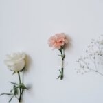 Flowers & Plants - Isolated pink carnation with rose and gypsophila #6913166